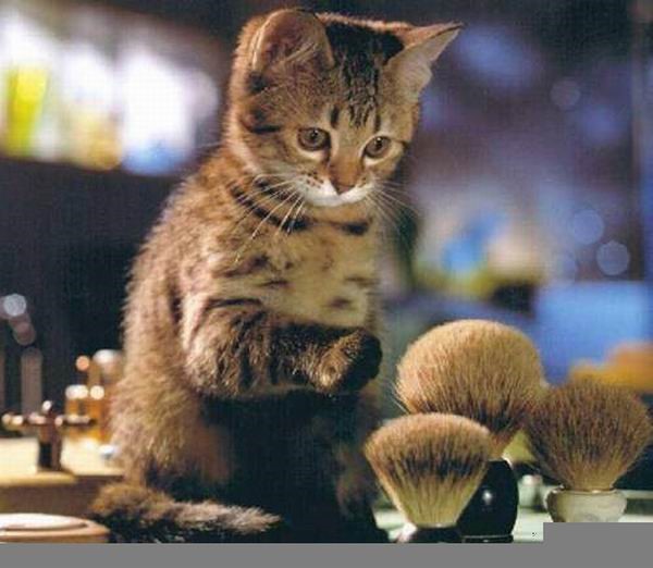 Кошечка на туалетном столике