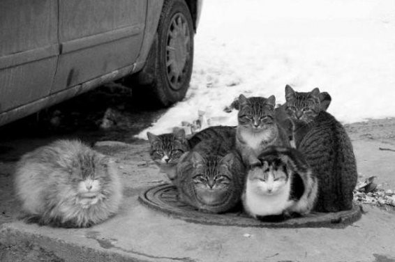 Коты и кошки