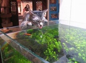 Кот пьет воду из аквариума